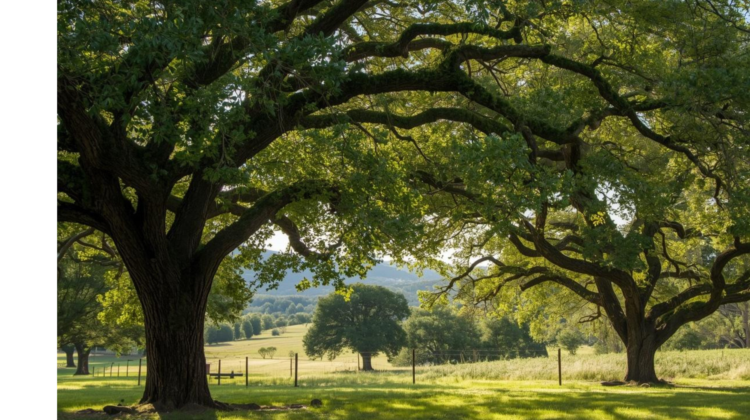 Large trees with expansive branches and green leaves in a grassy field, with a distant landscape of rolling hills and more trees, under a sunny sky.