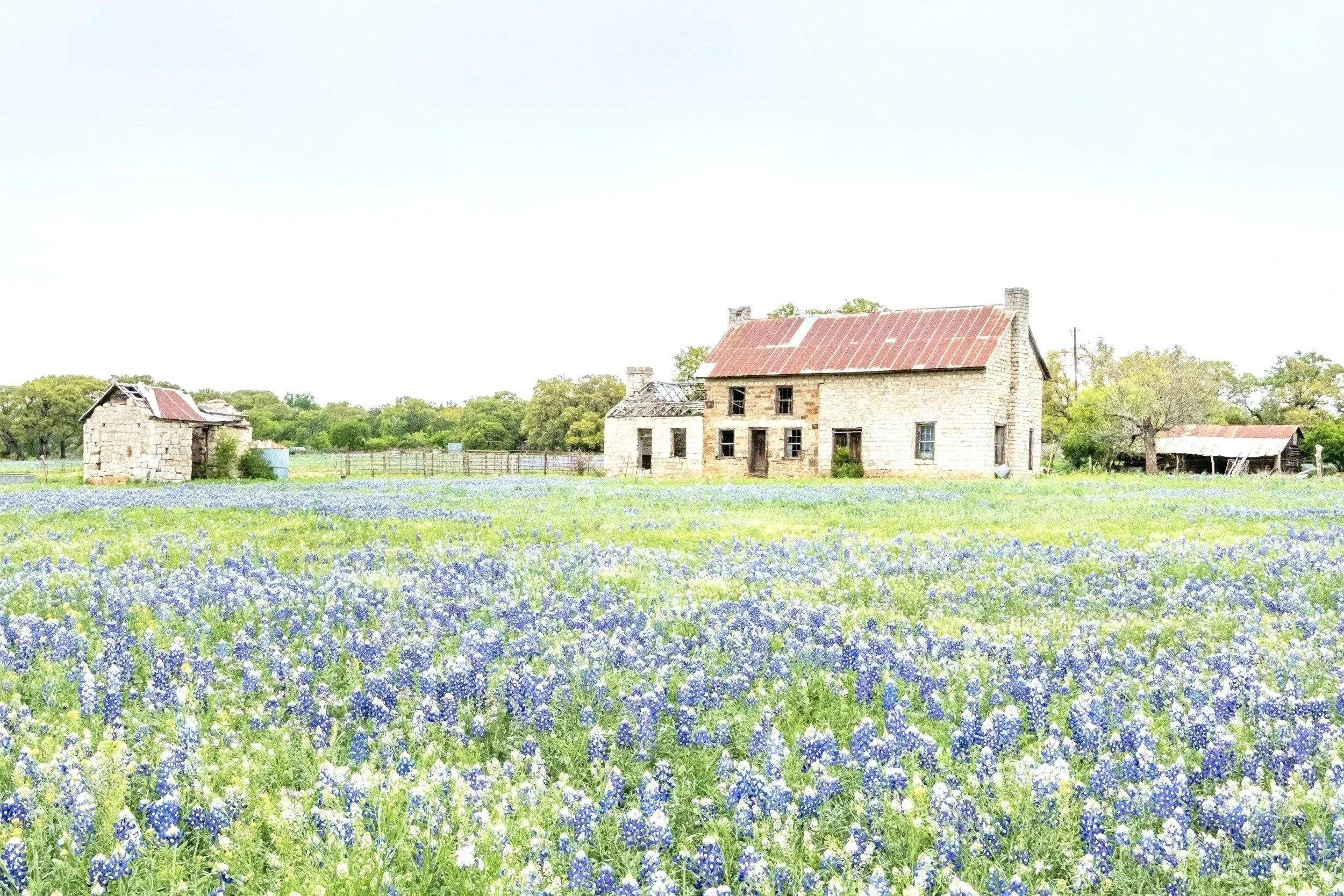 A rural scene with a field of bluebonnet flowers, an old stone farmhouse with a rusted metal roof, and small outbuildings, surrounded by green trees and open sky.