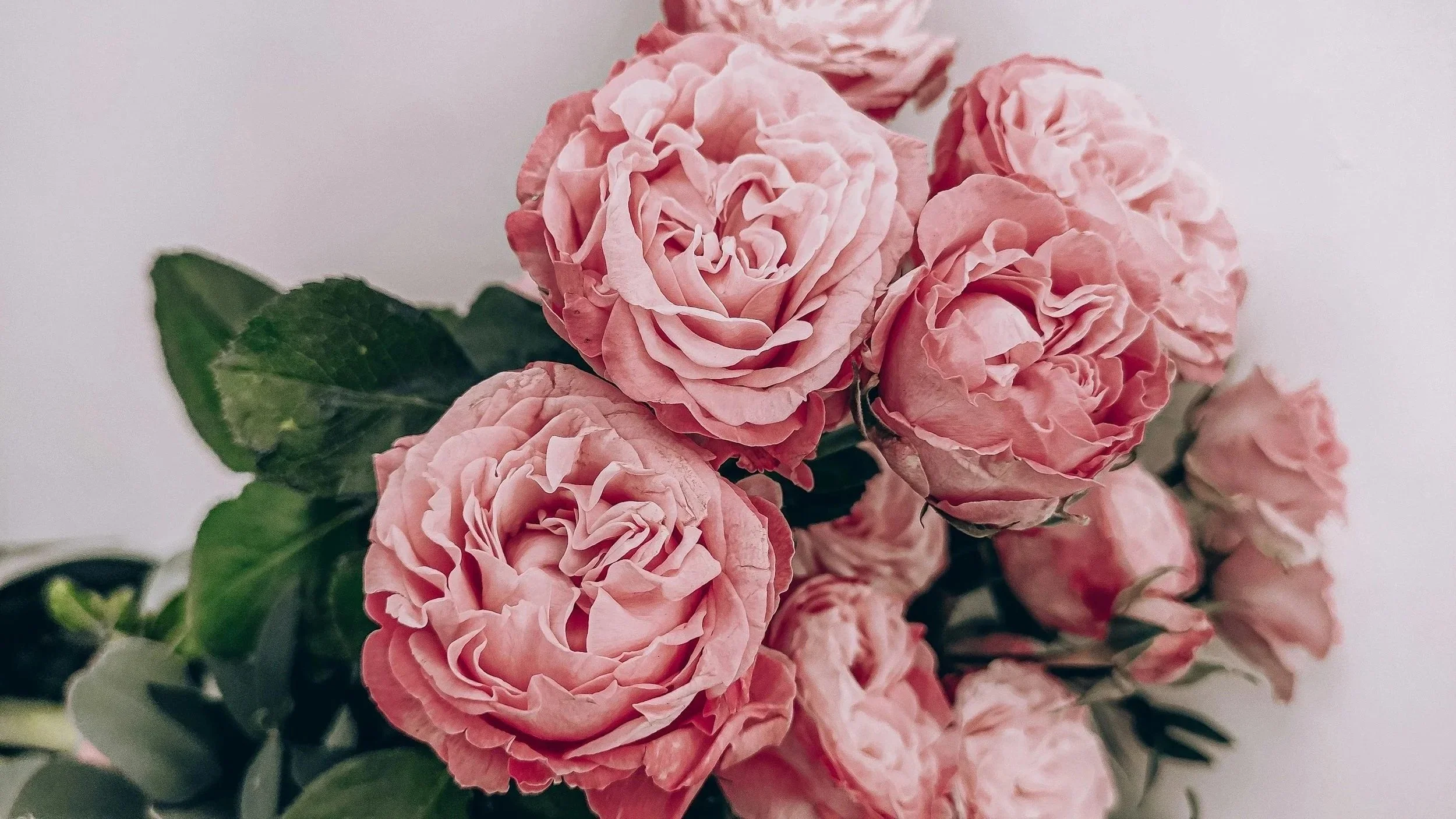 Close-up of a bouquet of pink roses with green leaves against a light background.
