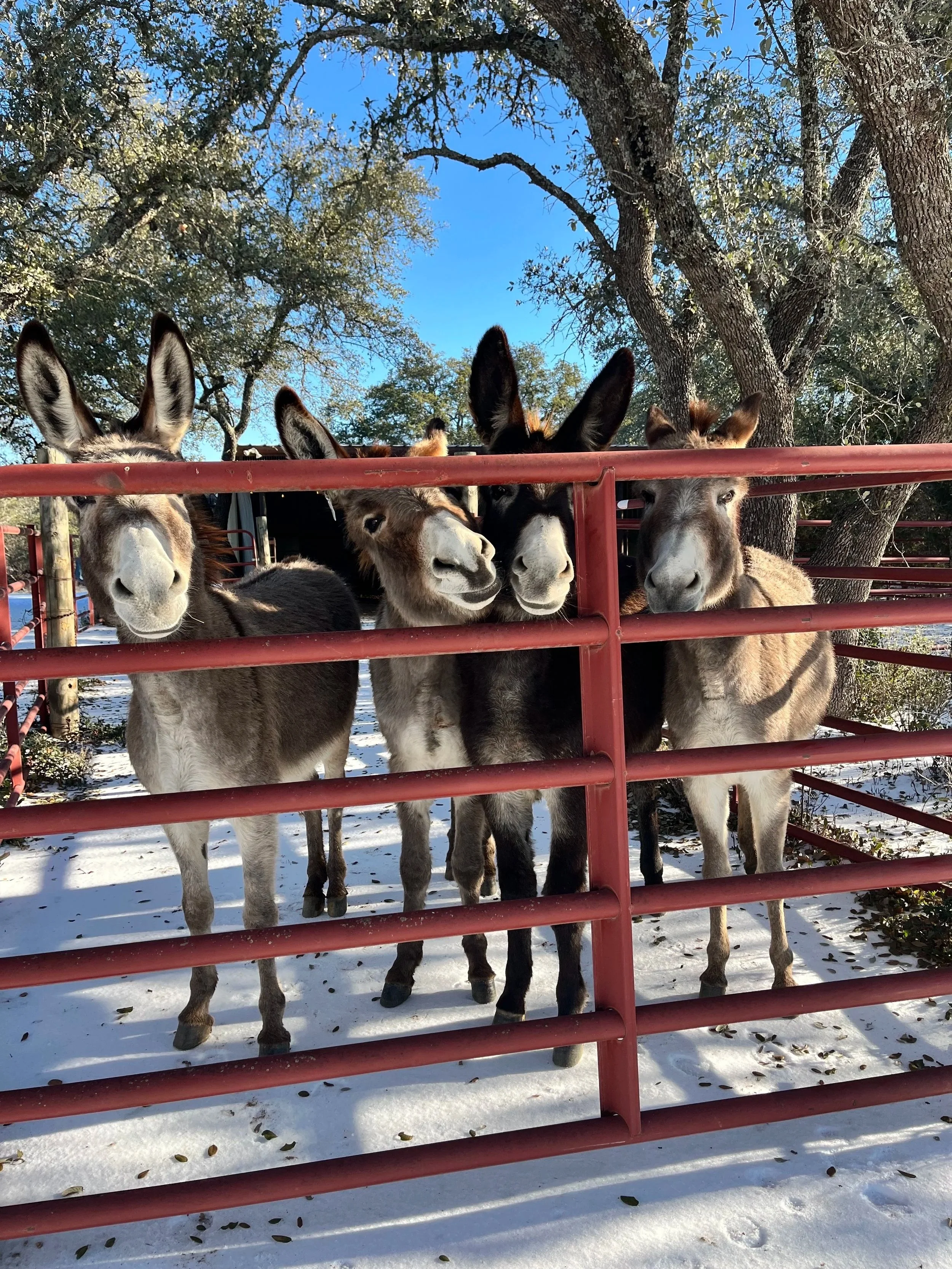 Four donkeys standing behind a red metal fence on a snowy ground with trees and a blue sky in the background.