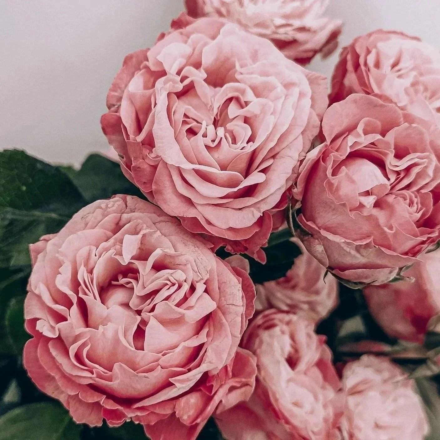 Close-up of pink roses in full bloom with green leaves in the background.
