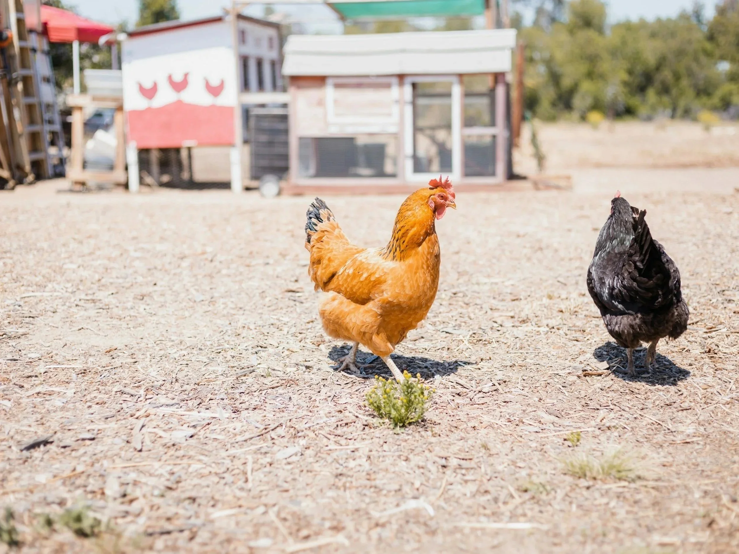 Two chickens, one orange and one black, walking on a dirt ground with chicken coops and farm structures in the background.