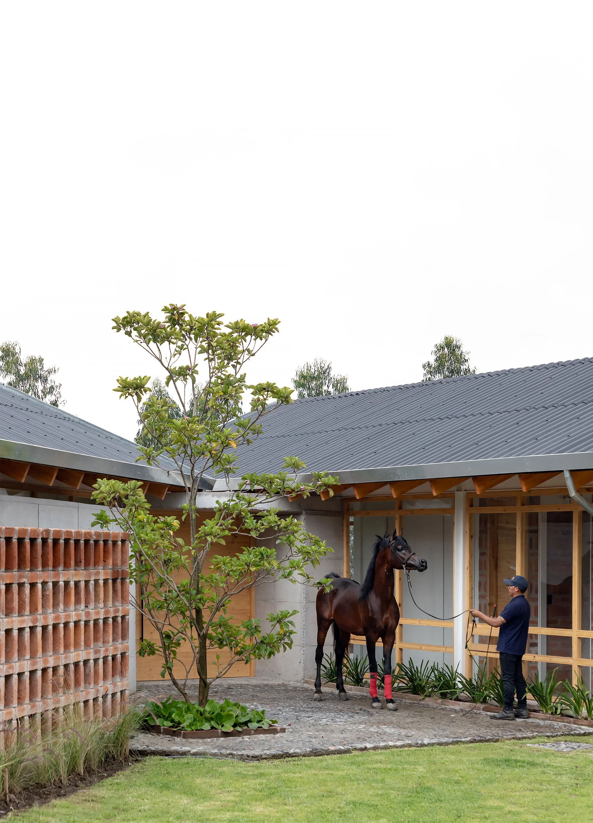 Un hombre entrenando a un caballo negro en un patio con árboles y una estructura de madera.