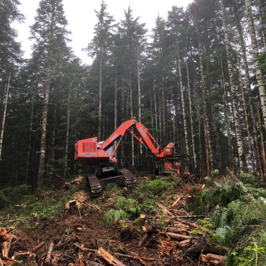 A Madill Feller Buncher  working on a deforested area in a dense forest.