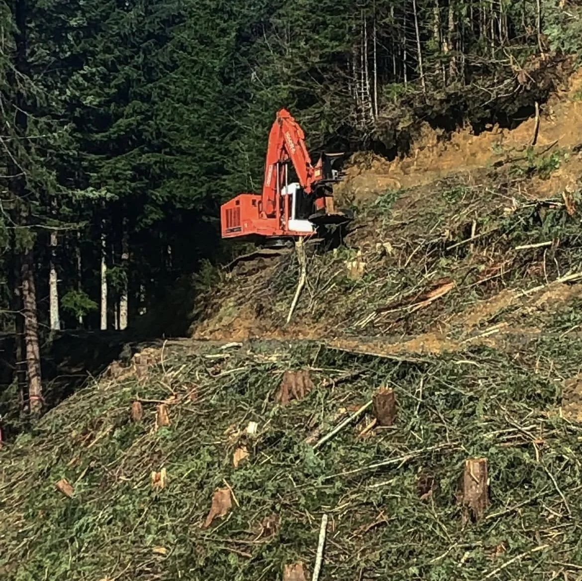 Feller Buncher cutting trees on hillside