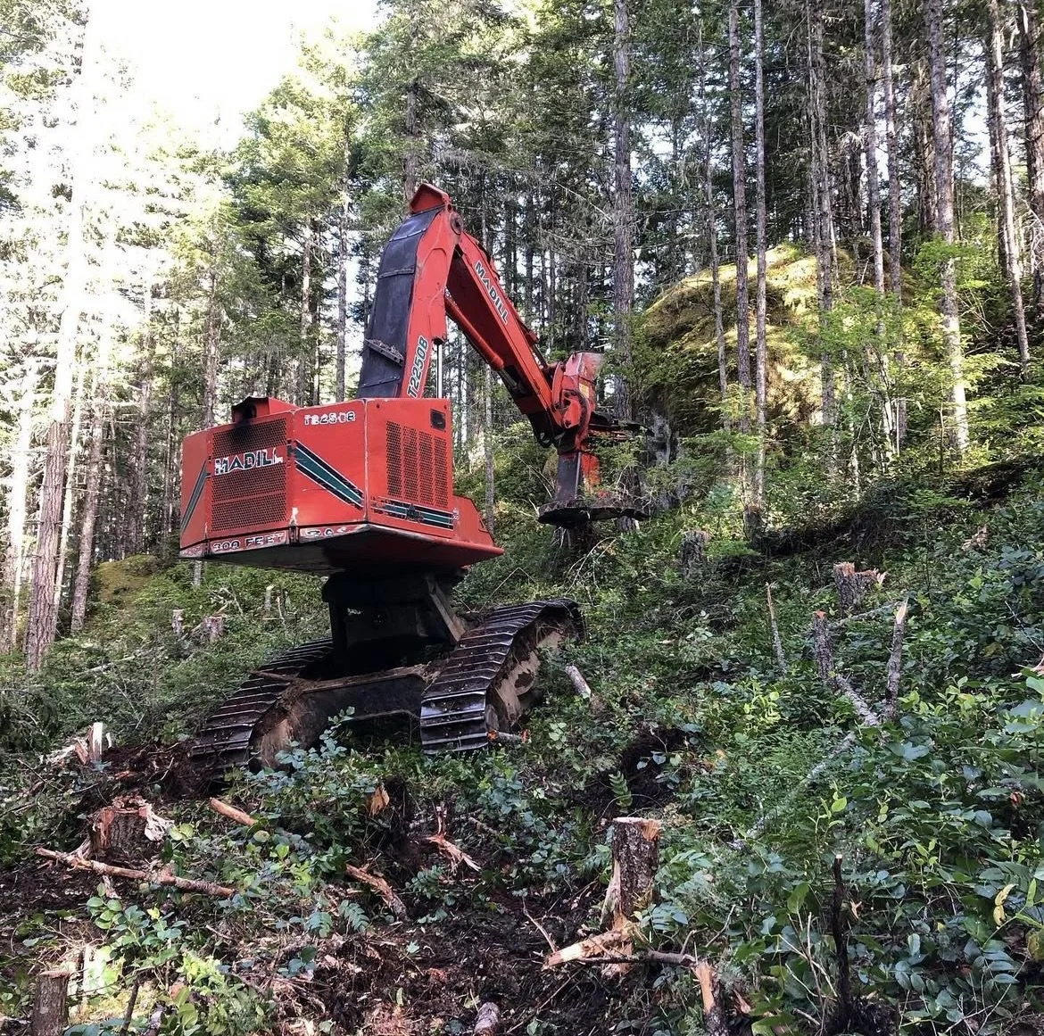 Feller Buncher cutting timber