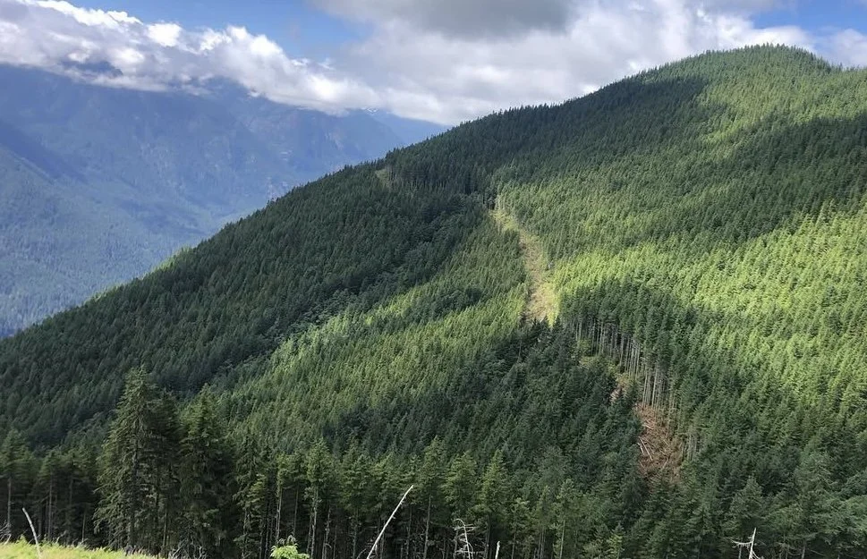 A view of a logging road built by Minner and Company in PNW