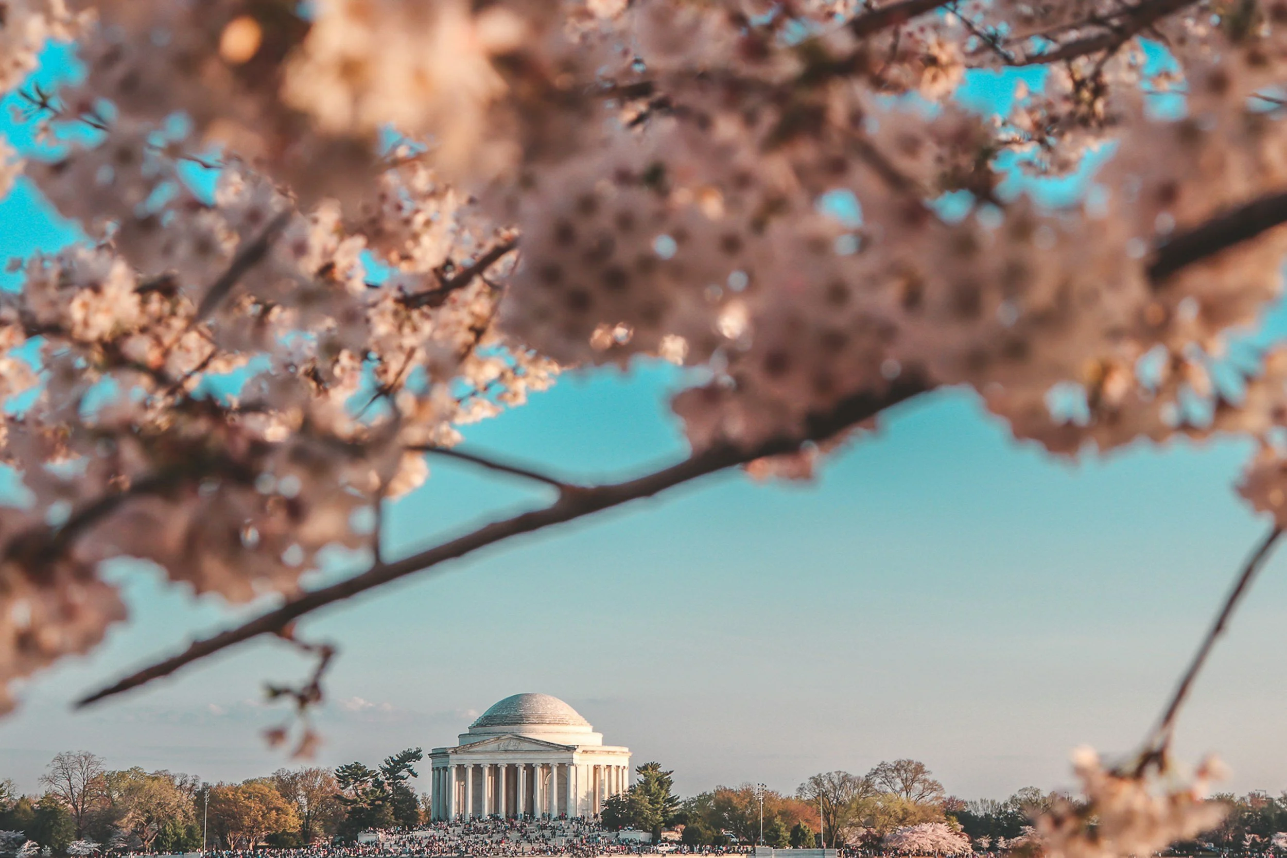 Washington Monument framed by cherry blossoms in bloom with a clear sky.