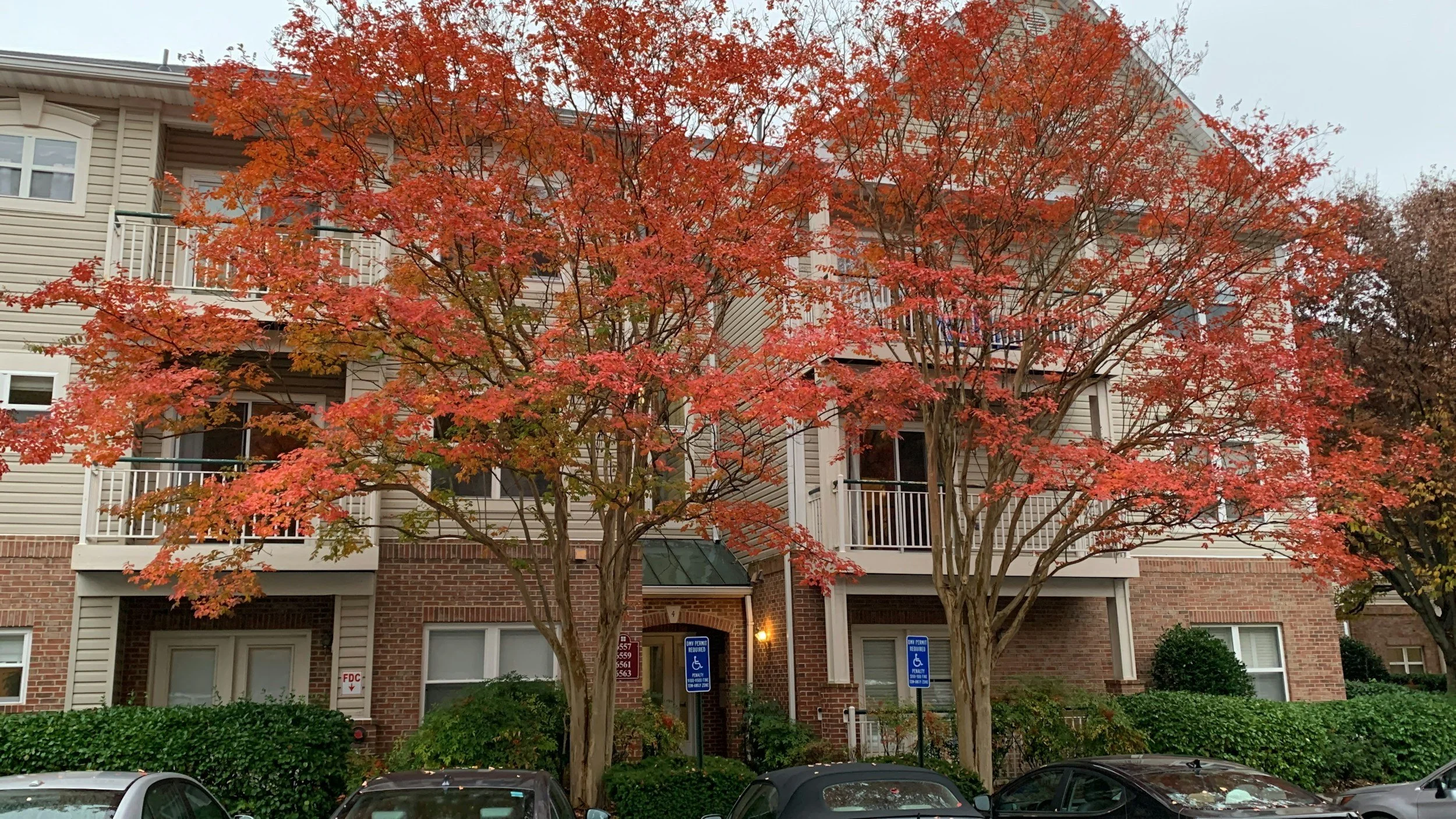 Three trees with orange and red fall foliage in front of a multi-story residential building with balconies, brick and siding exterior, and parking lot with cars.