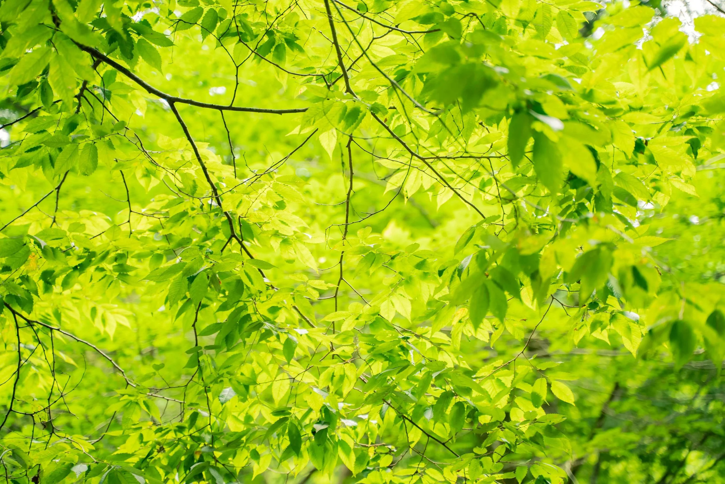 Bright green tree leaves in Kansas City Missouri.