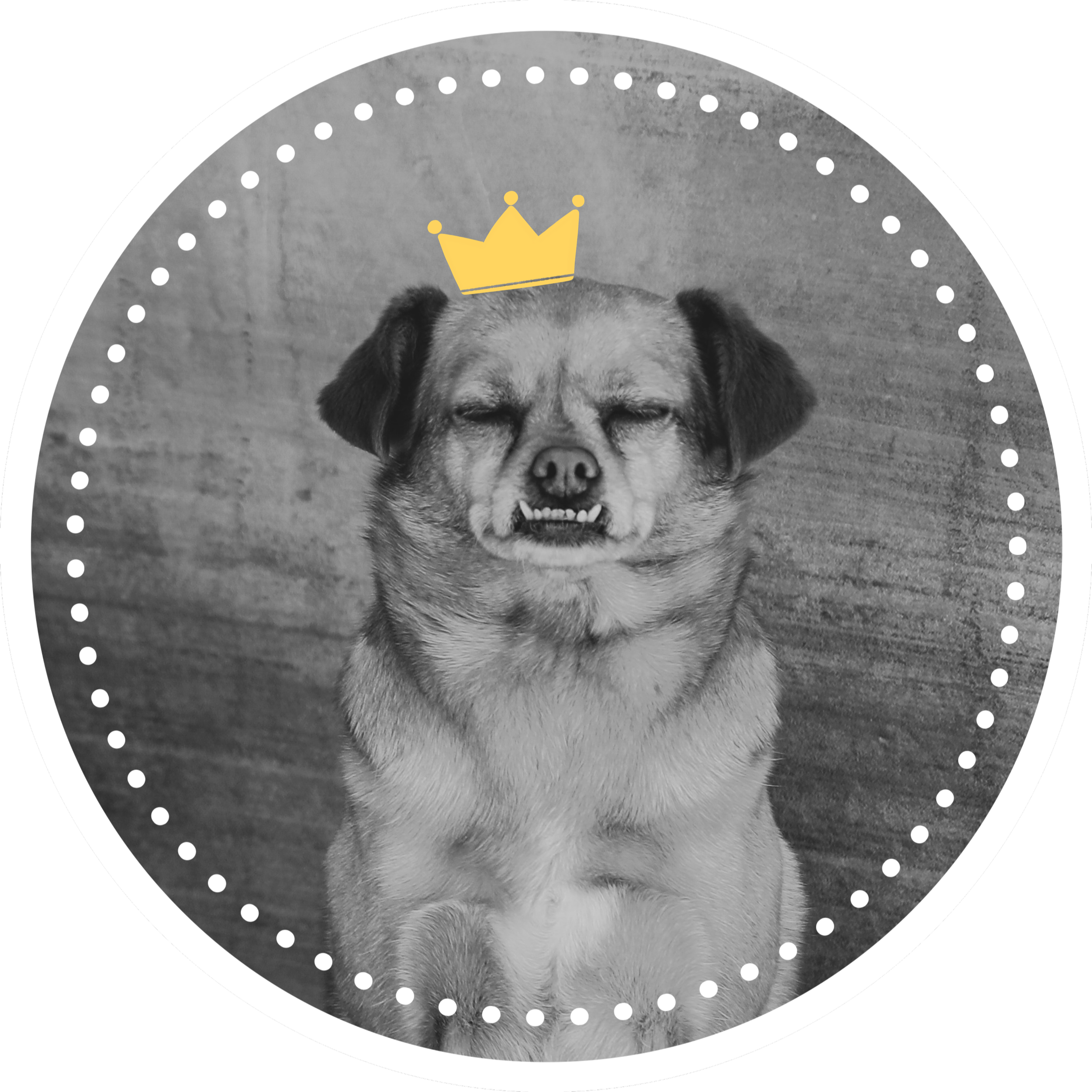 Black and white photo of a dog with a grimaced facial expression, wearing a small yellow crown graphic on its head, with a circular dotted border around the image.