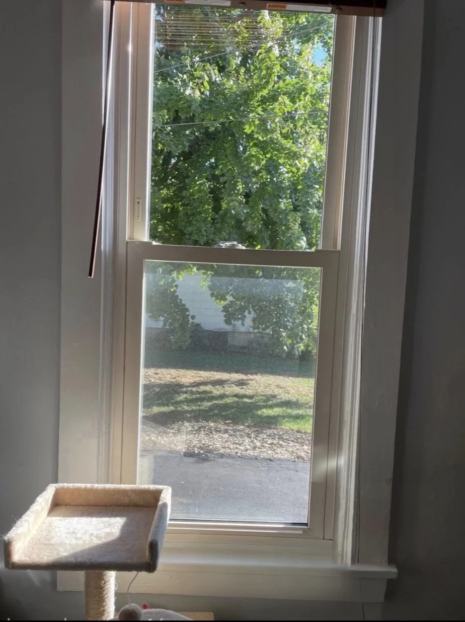 A window view showing green tree foliage outside with a partly sunny sky, and a window screen with sunlight casting shadows on a ground area outside. A beige cat tree is partially visible in the bottom left corner.