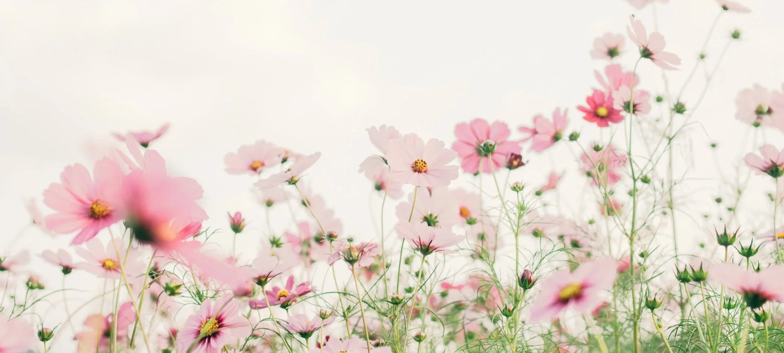 A field of pink flowers with a light sky background.