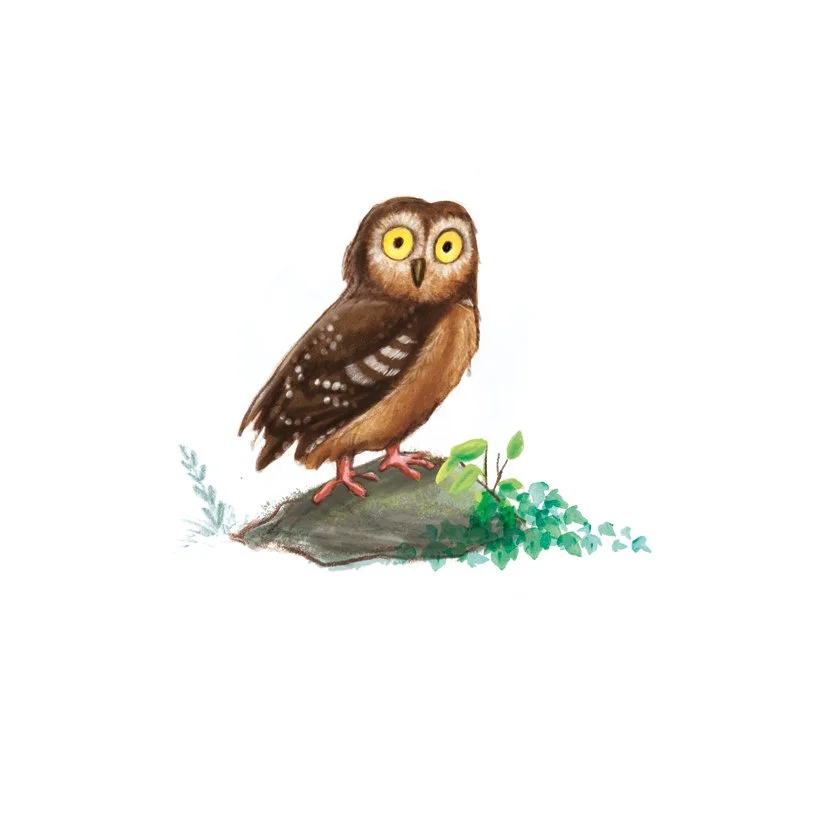 A watercolor illustration of a small owl with large yellow eyes, perched on a rock with green foliage underneath.