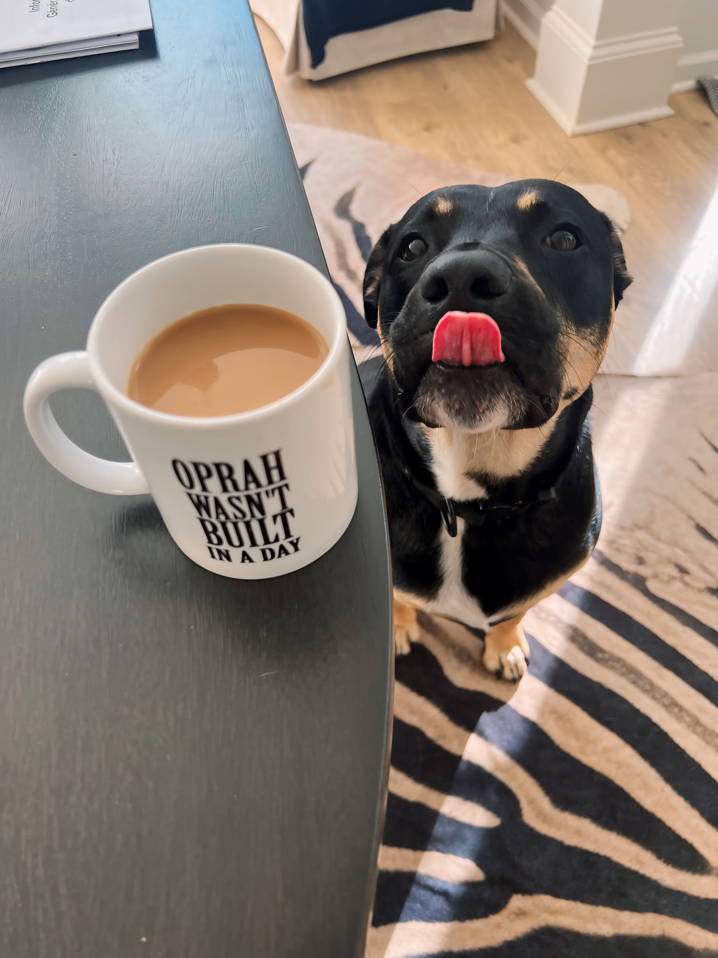 A black and tan dog with a white chest and paws standing on a black and white striped rug, licking its lips, next to a white mug of coffee with the phrase 'Oprah wasn't built in a day' printed on it, on a dark-colored table in a cozy room.