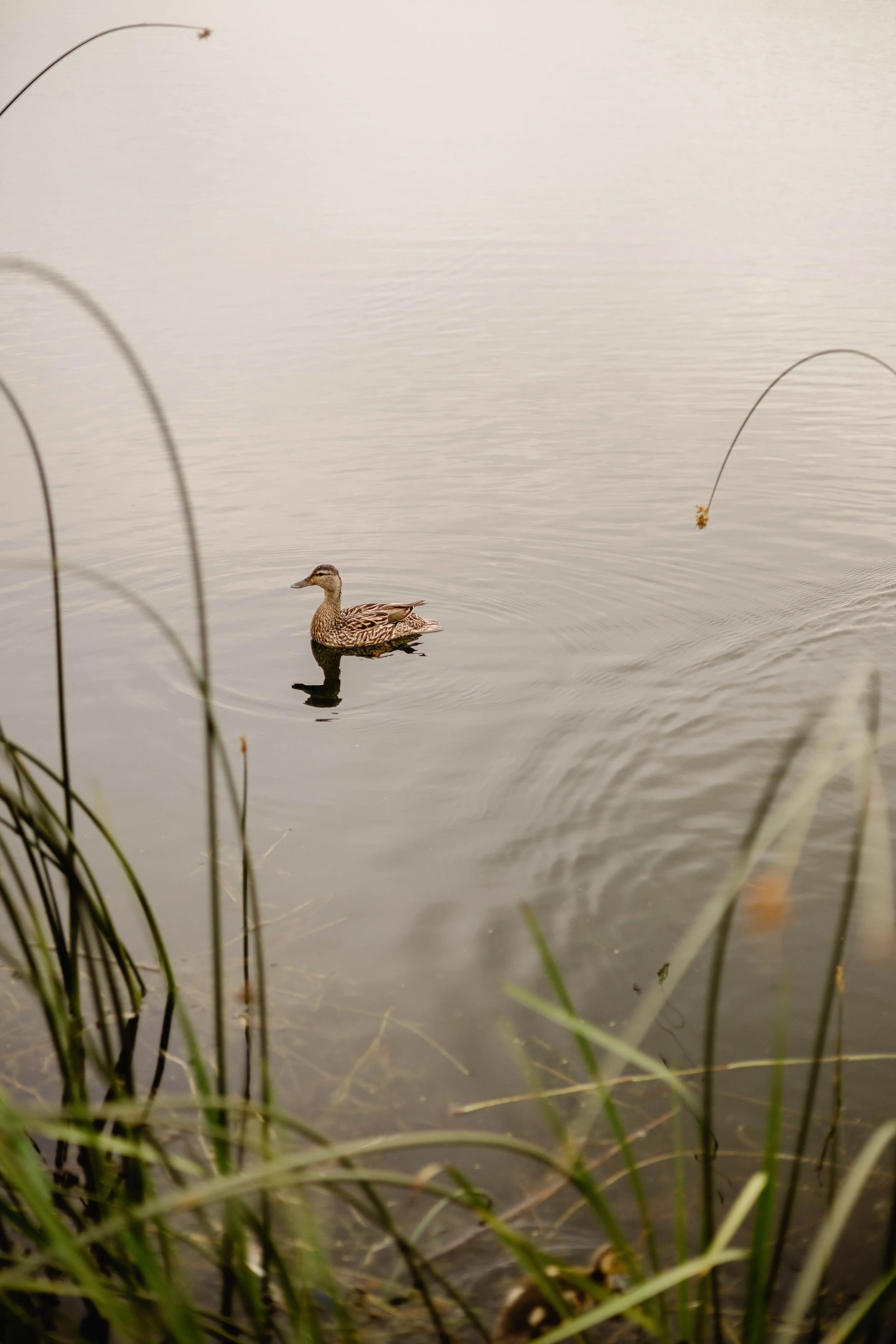 A duck swimming in a calm body of water, with some tall grass in the foreground, and a few reeds with brown tips visible. Contact me form to book photography services in Kingston Ontario