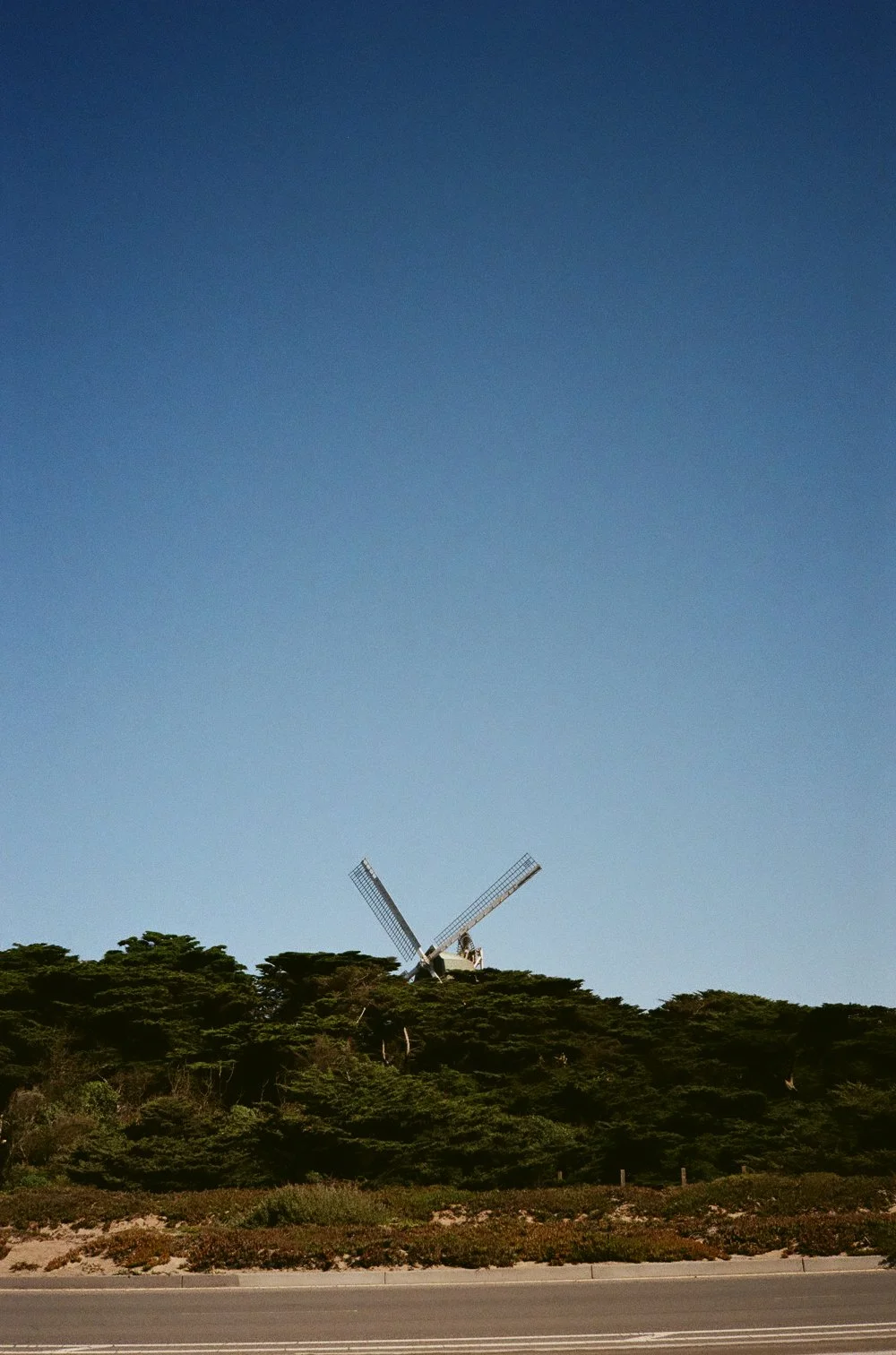 Historic Murphy Windmill rising above a dense cypress treeline in Golden Gate Park against a clear blue sky