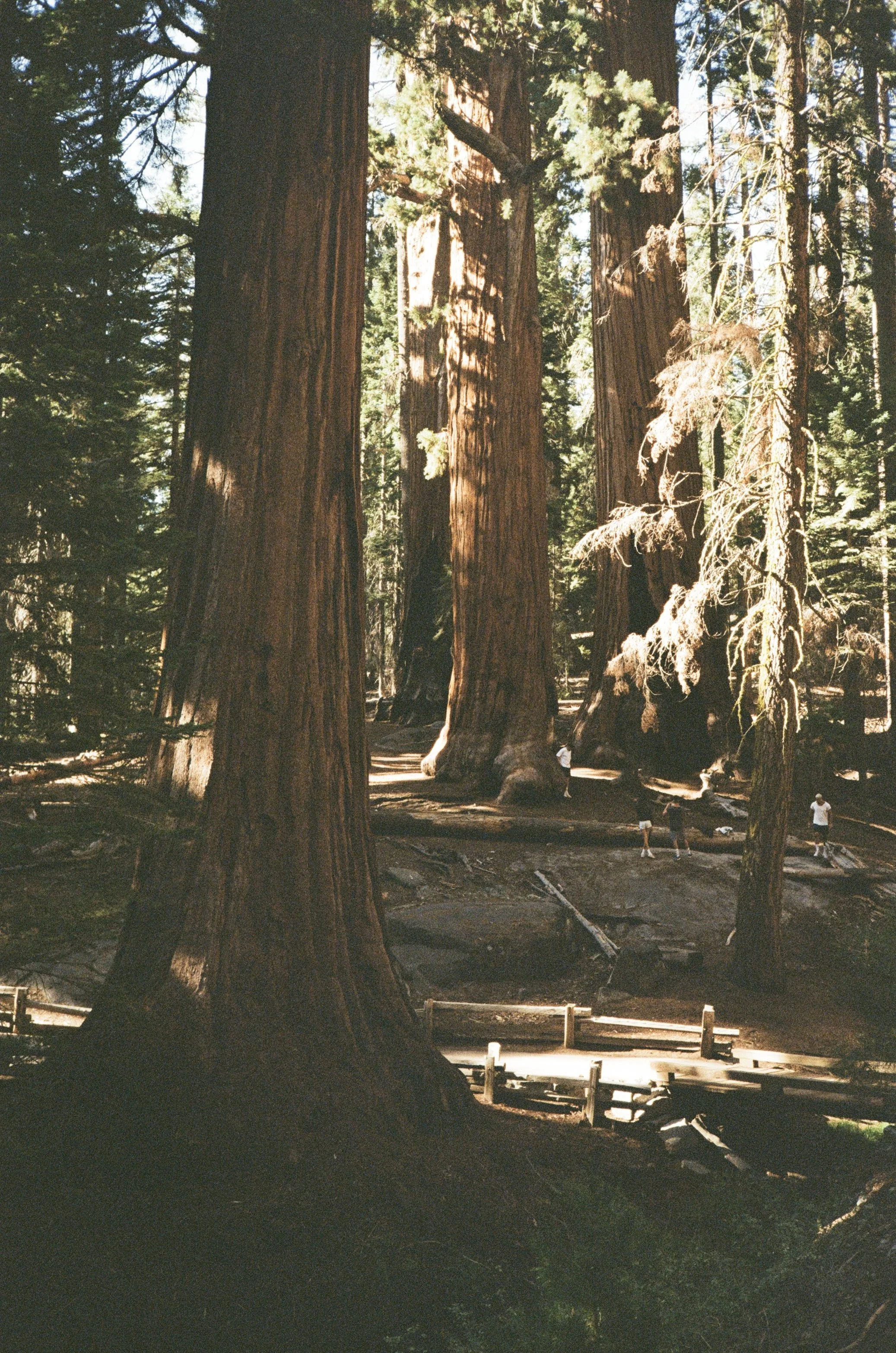 The Giants of Sequoia