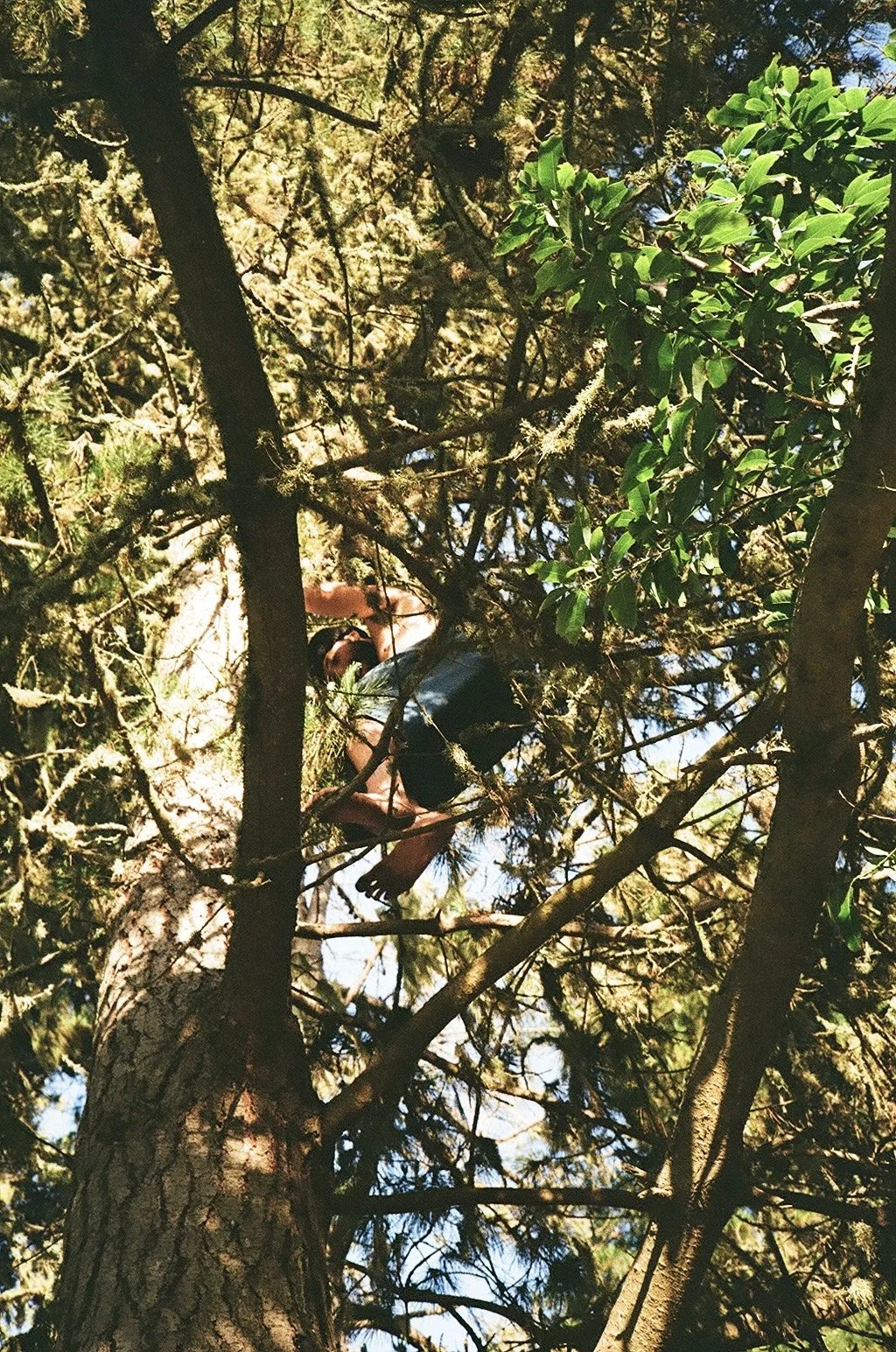 Person climbing a tree amidst dense branches and green leaves, with sunlight filtering through.