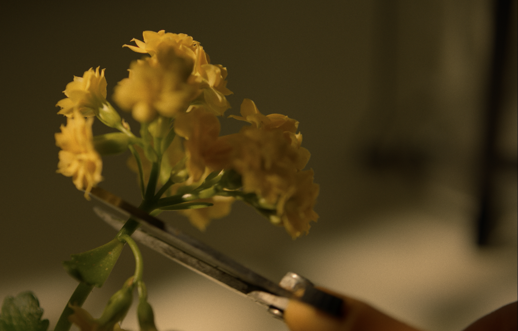 A close-up of yellow flowers being cut with scissors.