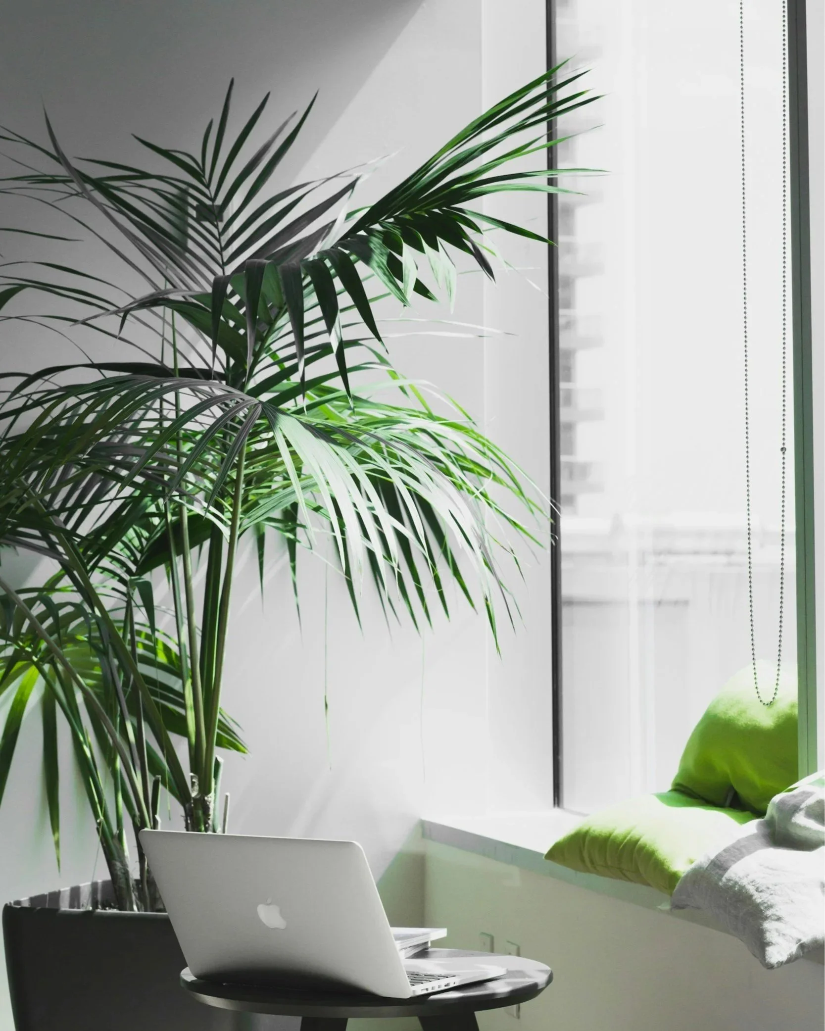 A cozy corner with a large green potted plant, a laptop on a small black table, and a window with sunlight streaming in, with a white pillow on the windowsill.