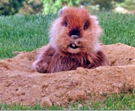 Gopher Sponsor