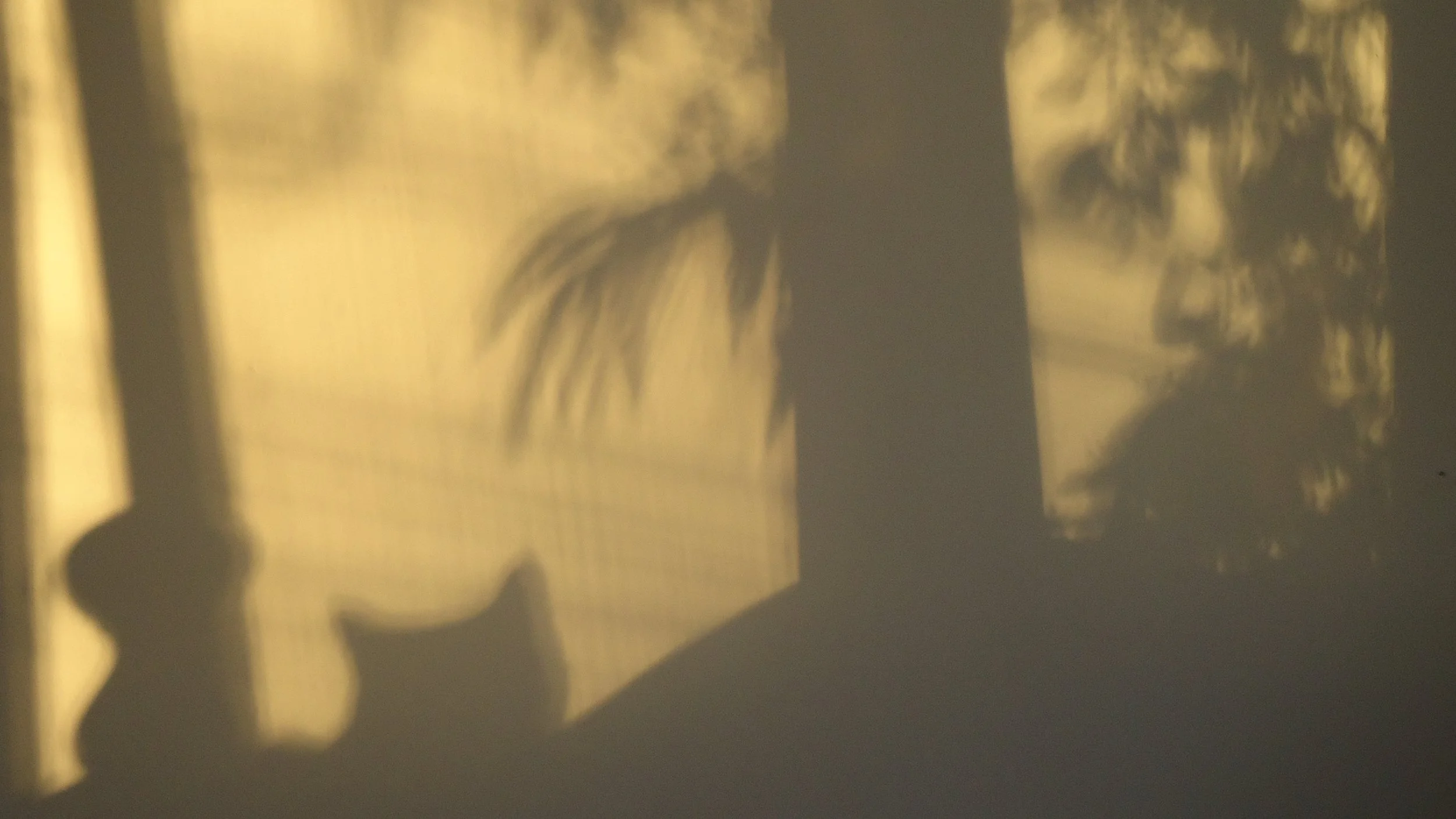 Celeste Brittain- Cat in Shadow.JPG