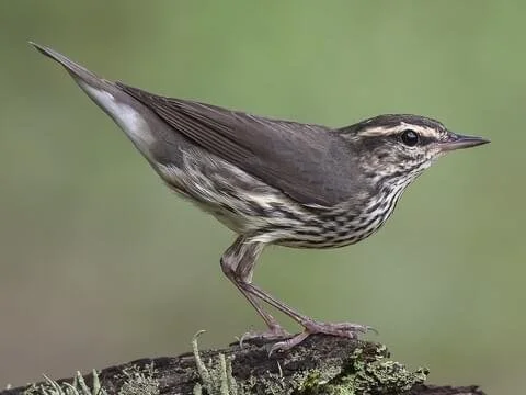 Waterthrush