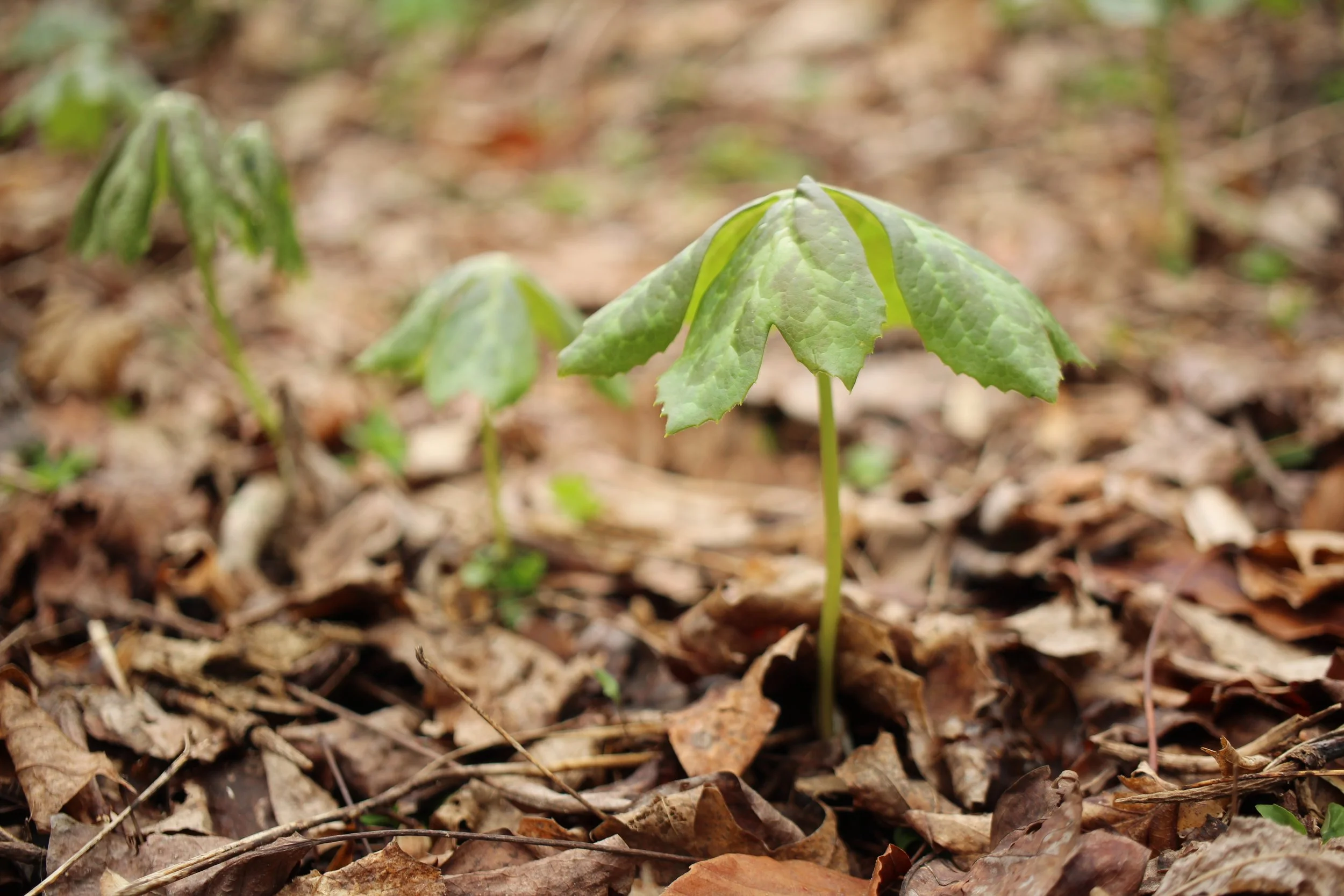 Freshly emerging Mayapple