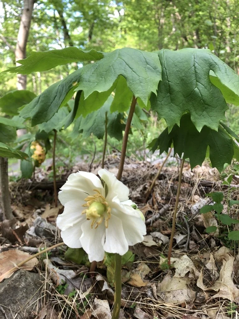 Mayapple
