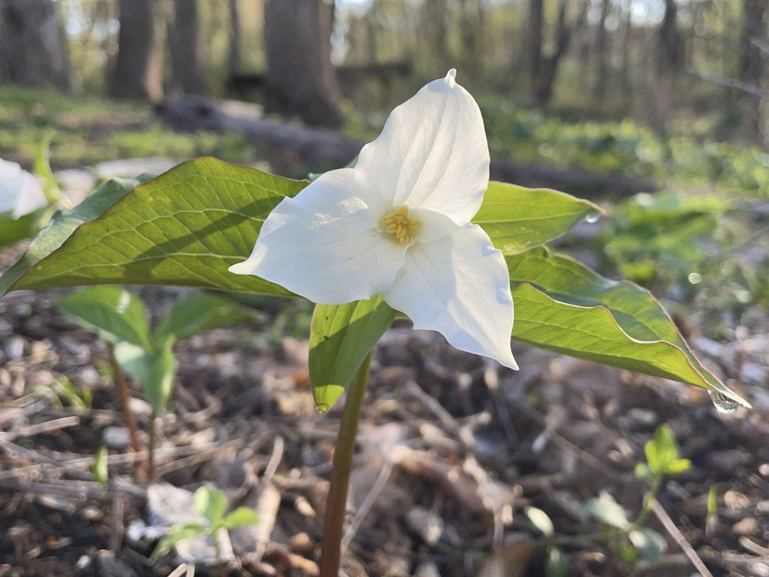White Trillium