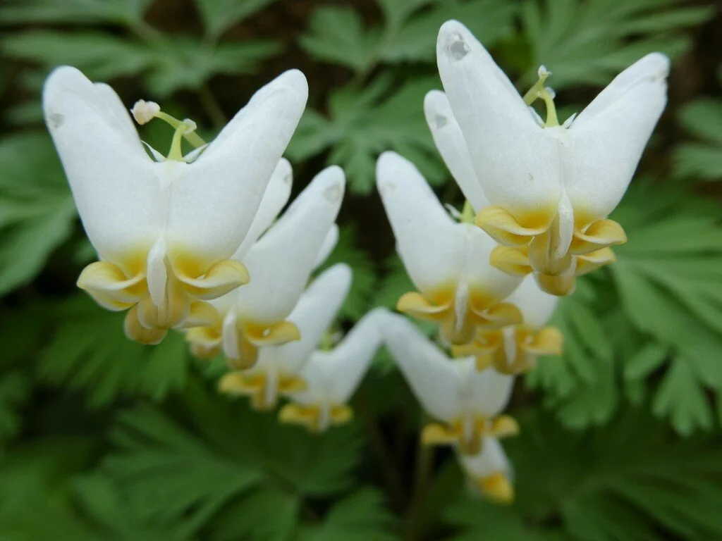 Dutchman’s Breeches