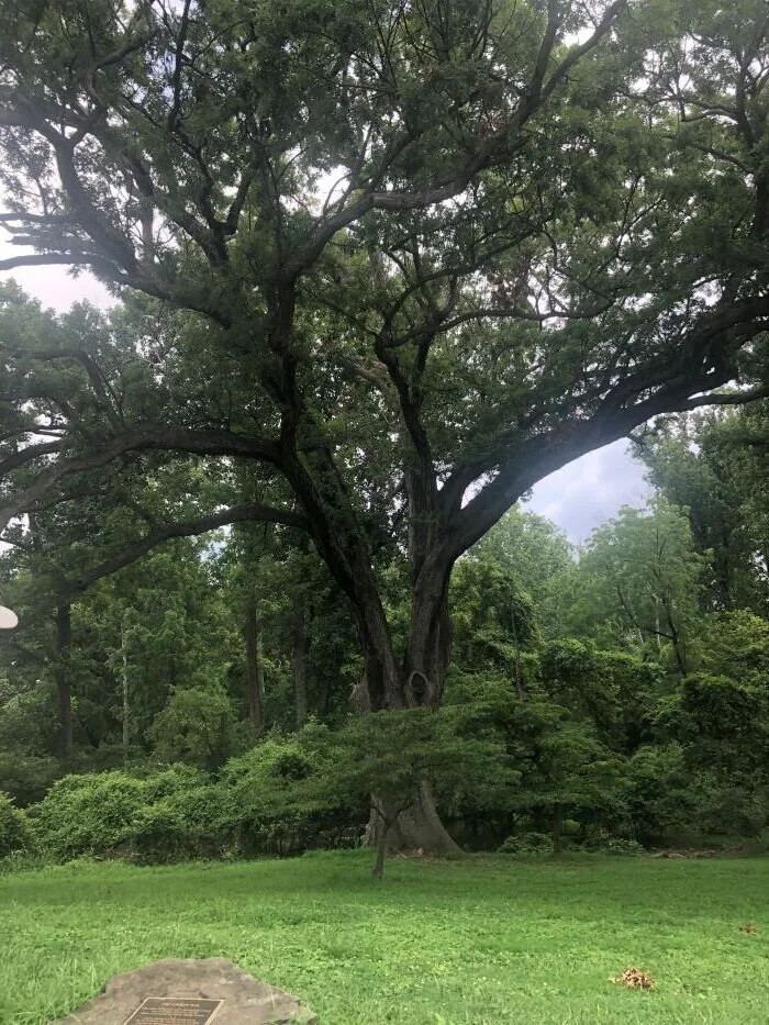Linden Oak, Montgomery County, Maryland