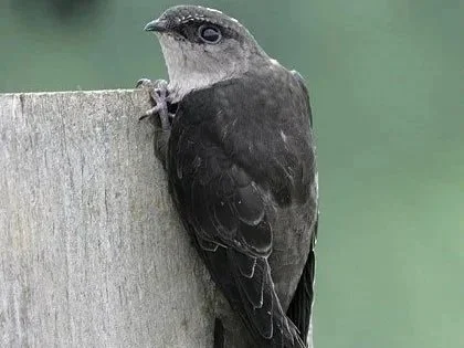 Chimney Swift