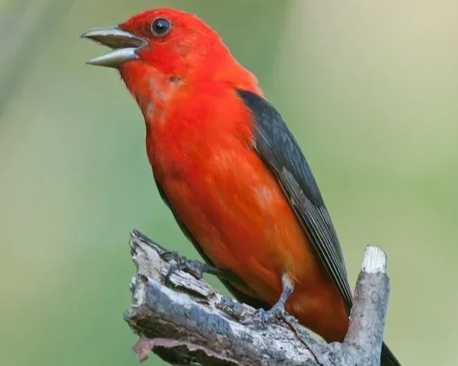 Tanager