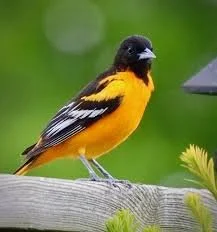 Oriole