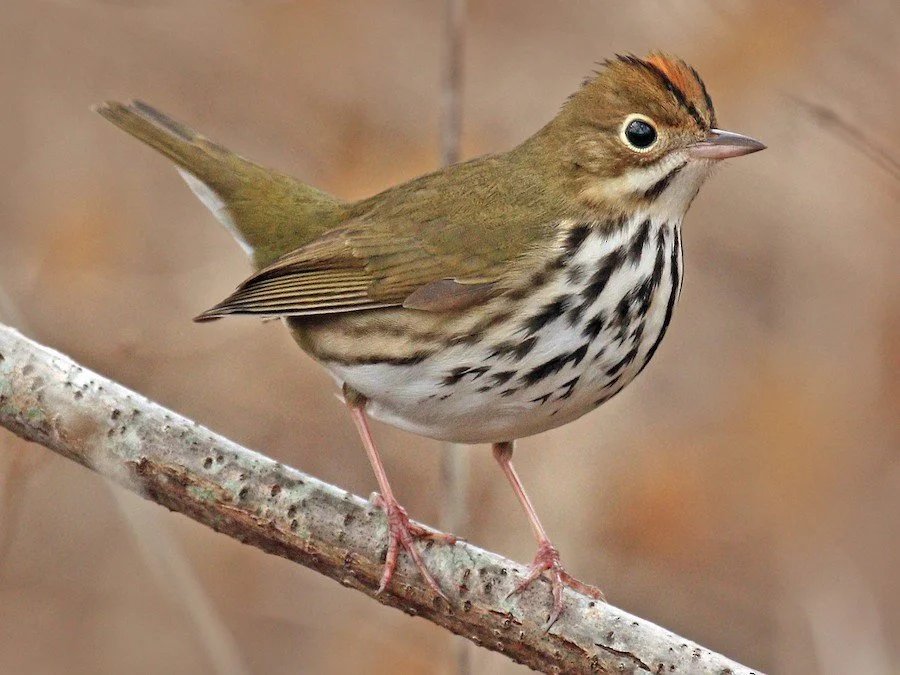 Ovenbird