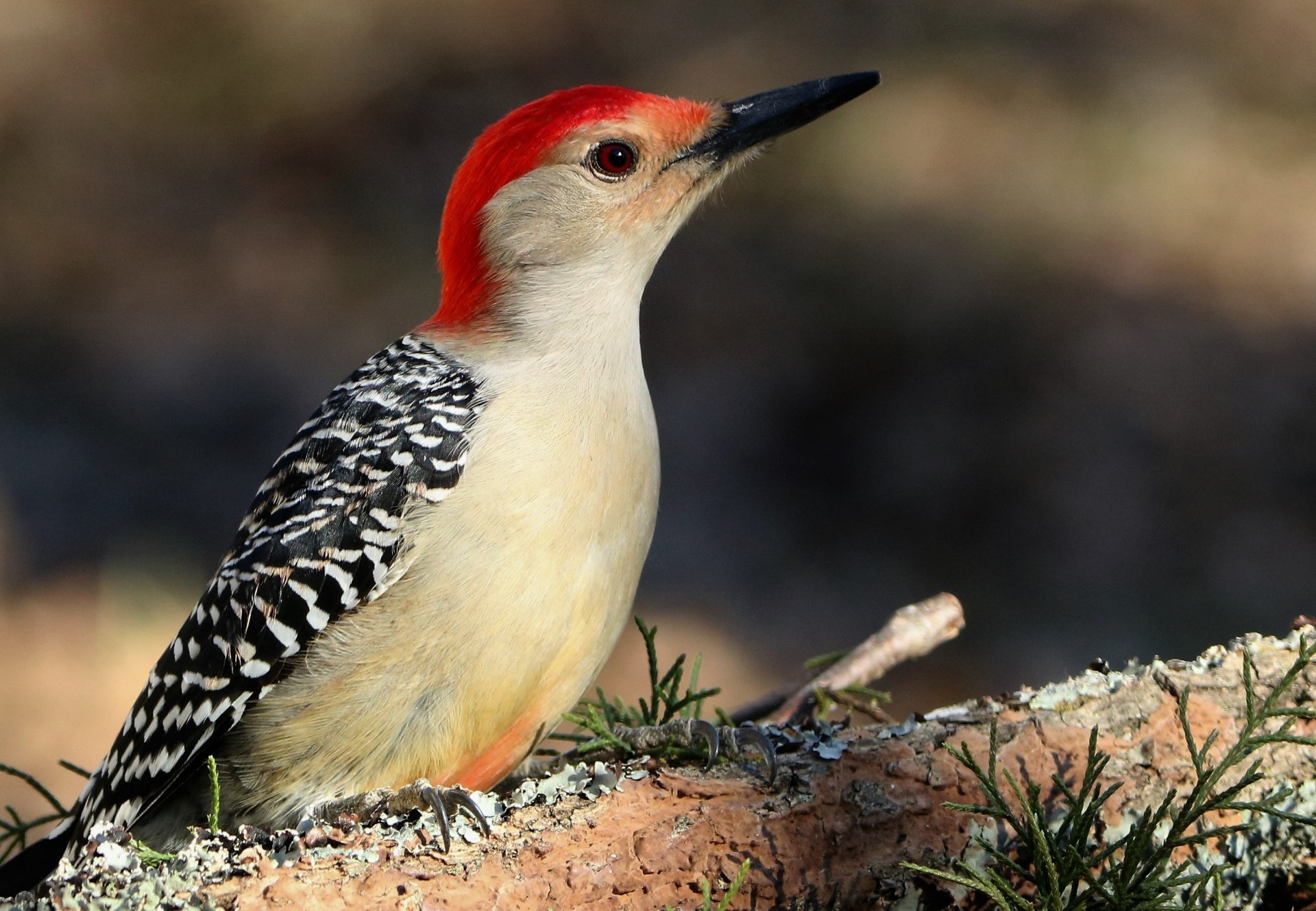 Red-bellied Woodpecker