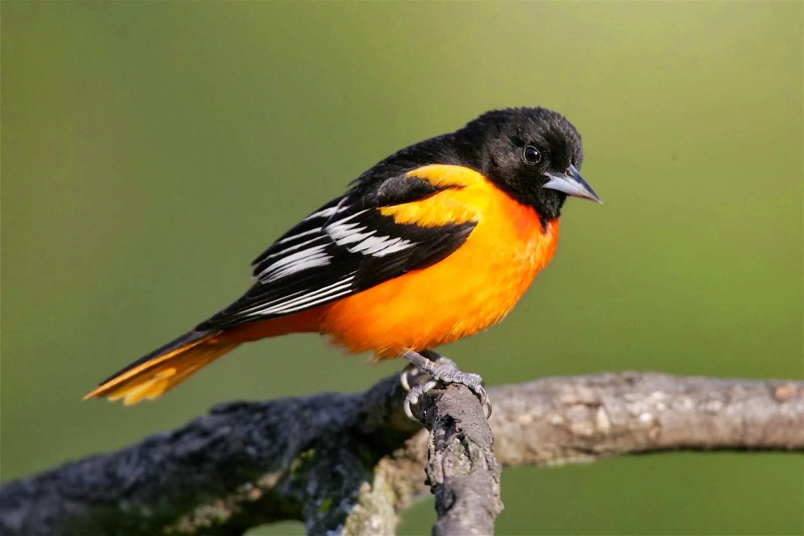 Oriole