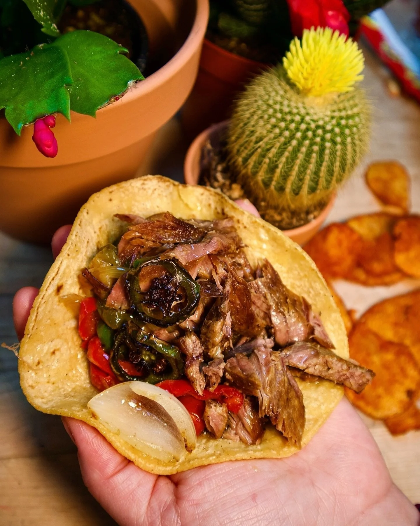 A taco filled with shredded beef, sliced peppers, and onions, being held in a person's hand. In the background, potted plants including a cactus and a Christmas cactus, along with potato chips on a wooden surface.