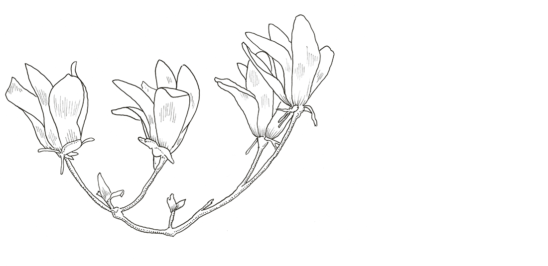 Line drawing of a flowering plant with three large flowers on a curved stem, set against a black background with small white dots resembling stars.
