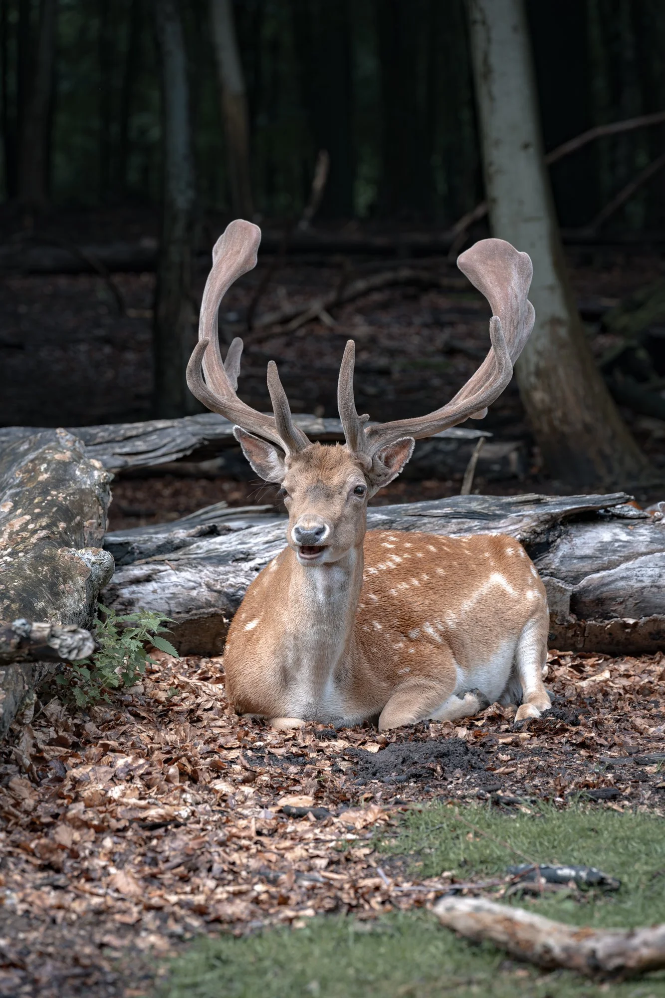 July 24, 20255t1.jpg