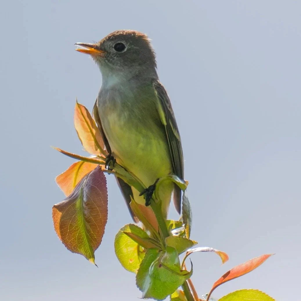 Willow+Flycatcher.jpg