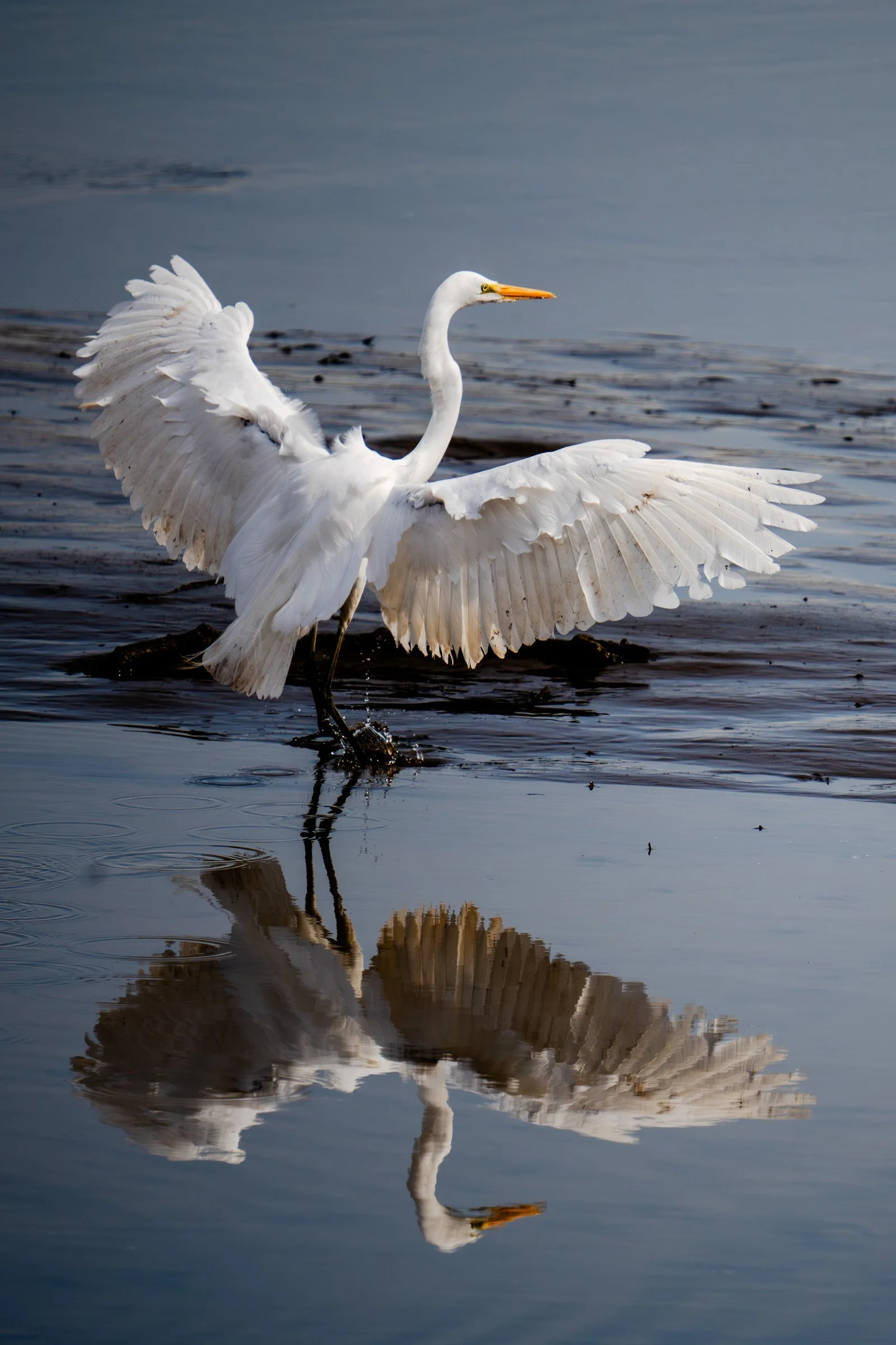 egret-reflection.jpg