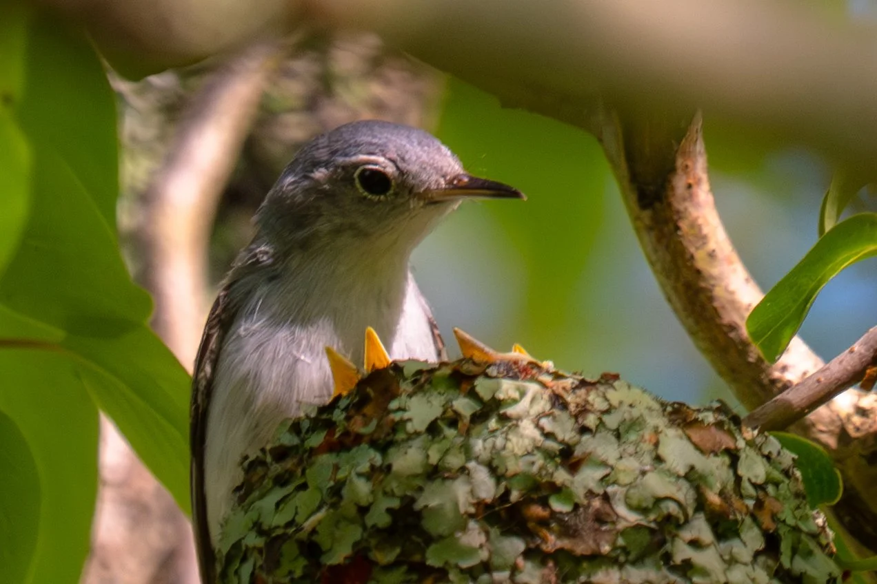 Blue-grey Gnatcatcher 2.jpg