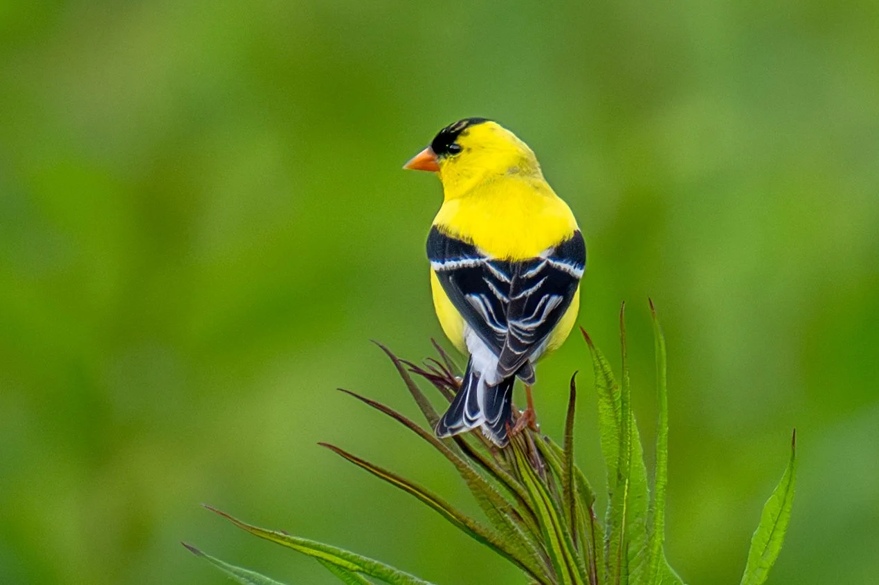American Goldfinch 1.jpg