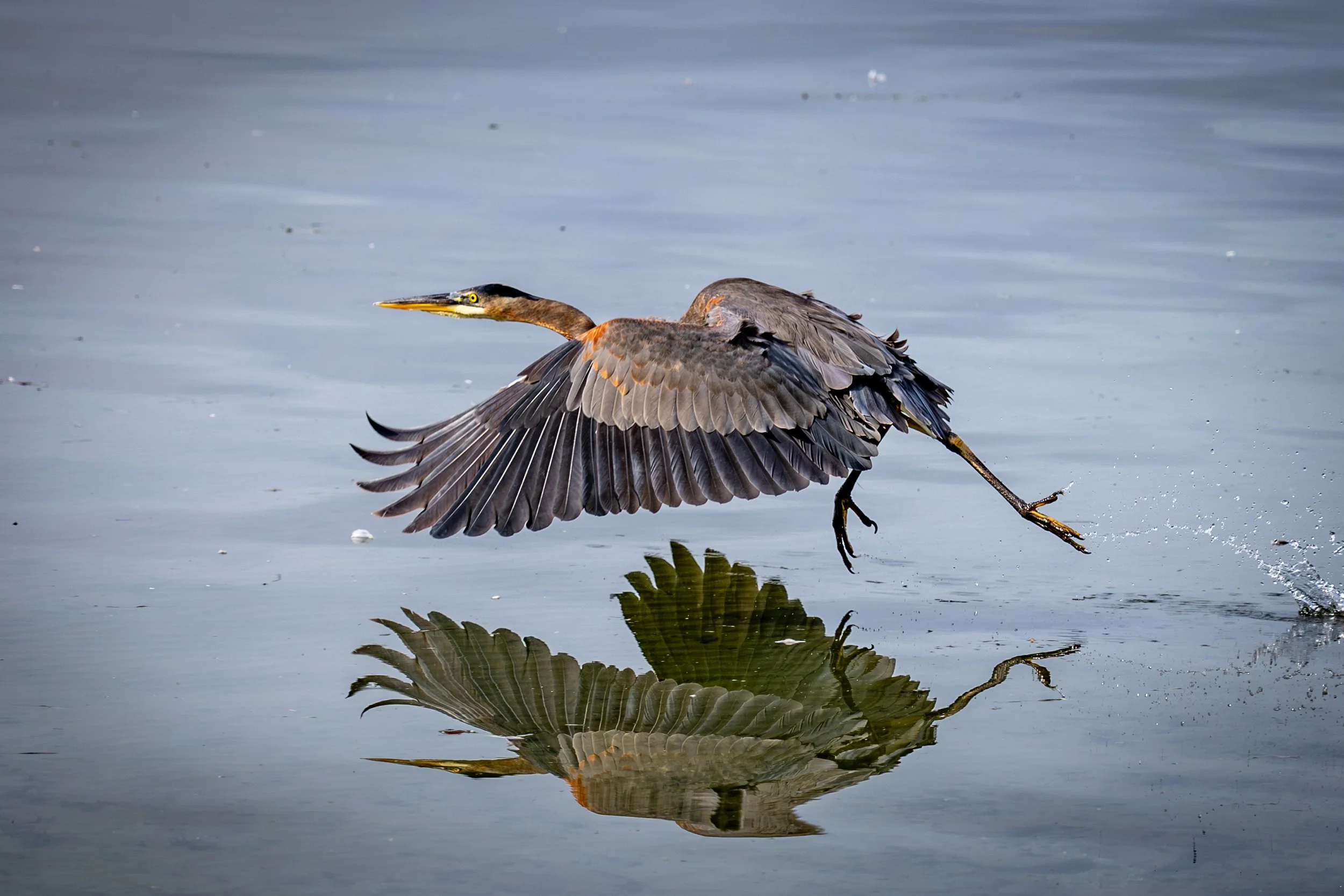 Blue Heron.jpg
