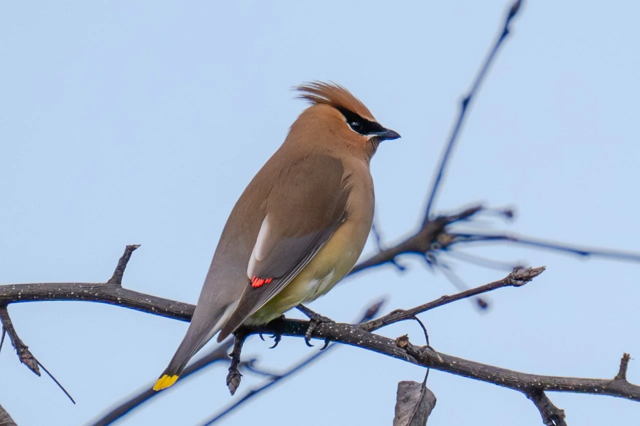 Ceader Waxwing 1.jpg