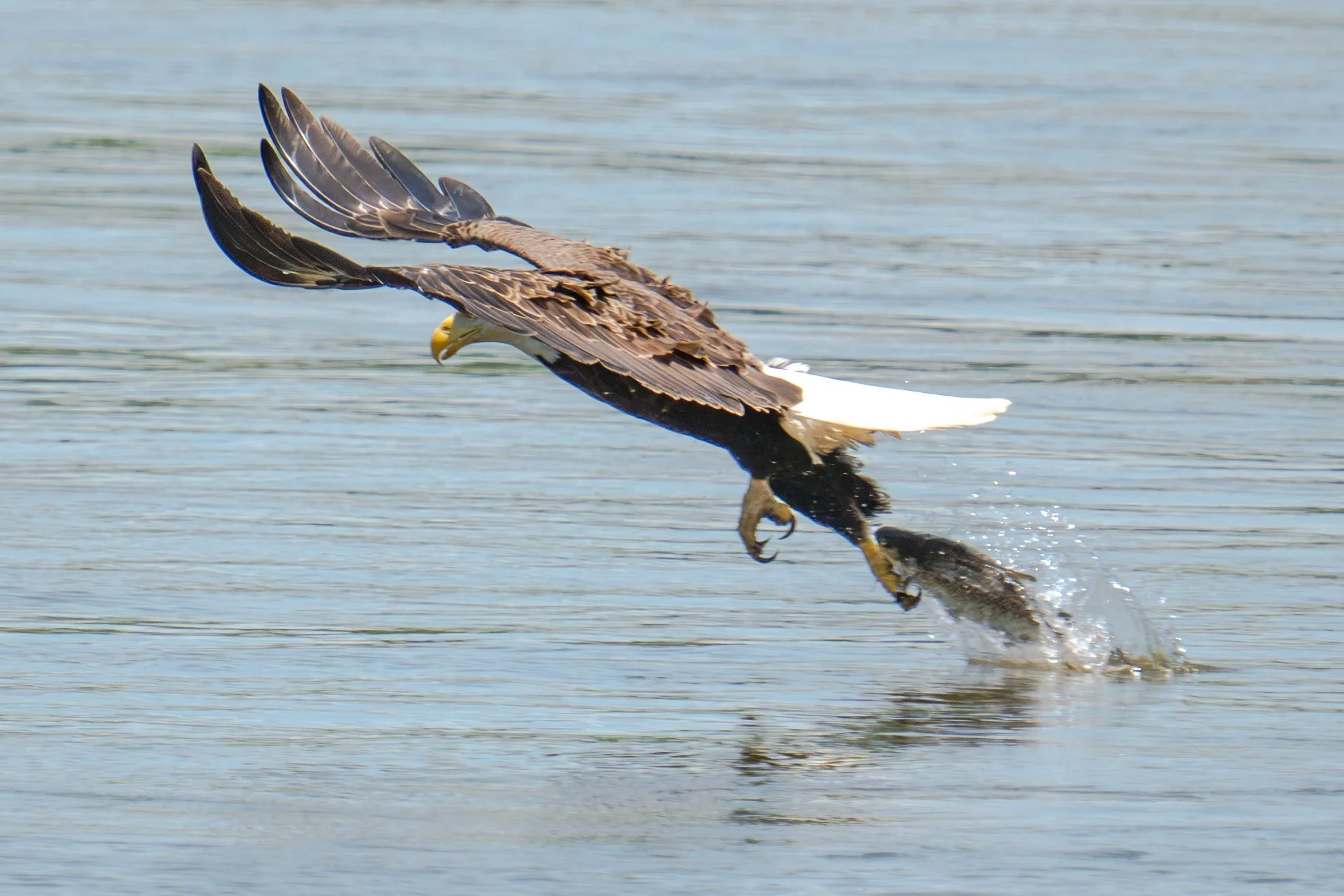 Bald Eagle Fishing 3.jpg