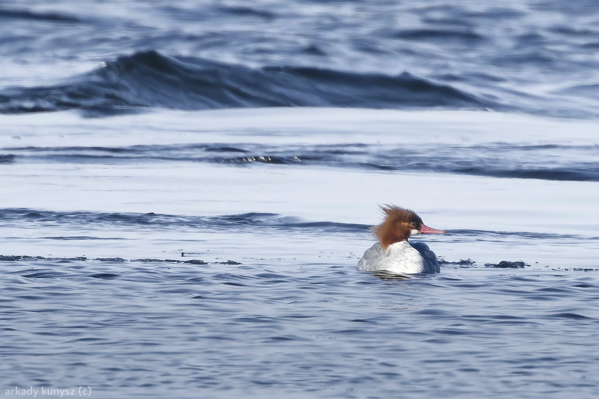 Female common merganser and the wave